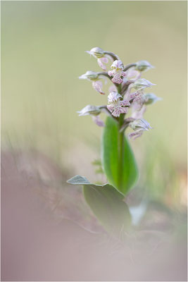 Milchweißes Knabenkraut (Neotinea lactea), Dep. Var, Frankreich