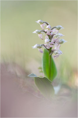 Milchweißes Knabenkraut (Neotinea lactea), Dep. Var, Frankreich
