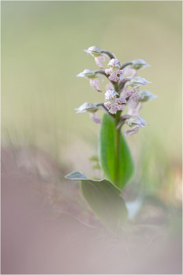 Milchweißes Knabenkraut (Neotinea lactea), Dep. Var, Frankreich
