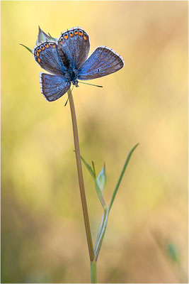 Himmelblauer Bläuling (Polyommatus bellargus f. cerones), Weibchen, Frankreich, Ardèche