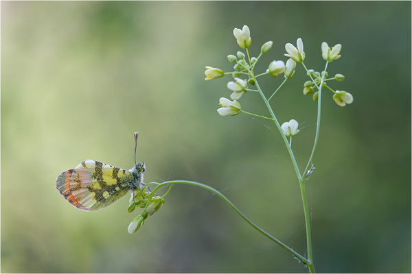 Gelber Aurorafalter (Anthocharis euphenoides), Frankreich, Ardèche