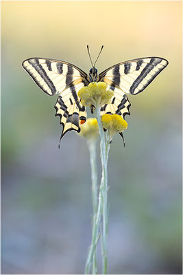 Südlicher Schwalbenschwanz (Papilio alexanor destelensis), Männchen, Frankreich, Dep. Vaucluse