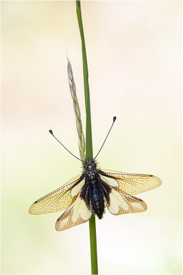 Libellen-Schmetterlingshaft (Libelloides coccajus), Schweiz, Wallis