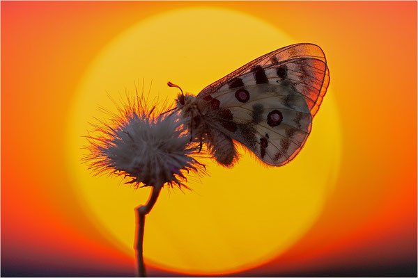 Roter Apollo (Parnassius apollo nivatus), Frankreich, Dep. Jura