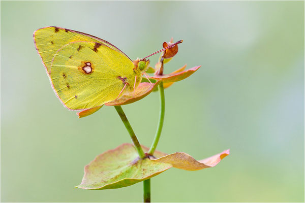 Postillion (Colias crocea), Spanien, Pyrenäen, Prov. Lleida