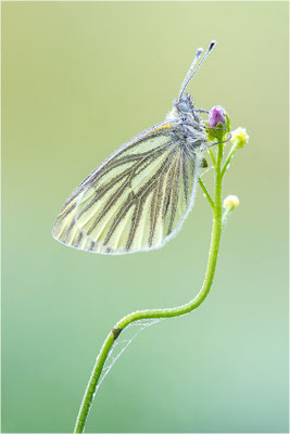 Grünader-Weißling (Pieris napi), Deutschland, Baden-Württemberg
