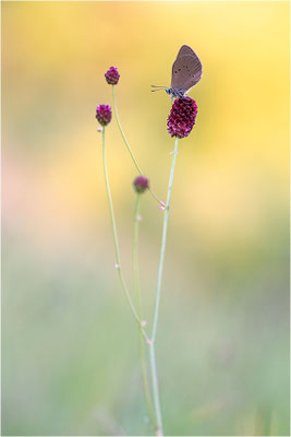 Dunkler Wiesenknopf-Ameisenbläuling (Phengaris nausithous), Deutschland, Baden-Württemberg