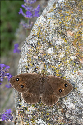 Weißkernauge (Satyrus ferula), Weibchen, Italien, Piemont