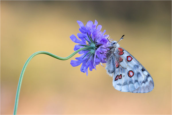 Roter Apollo (Parnassius apollo nivatus), Frankreich, Dep. Jura