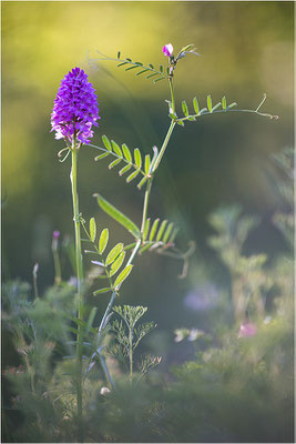Pyramiden-Hundswurz (Anacamptis pyramidalis), Piemont, Italien