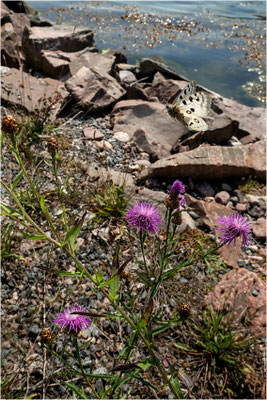 Roter Apollo (Parnassius apollo apollo), Schweden, Småland