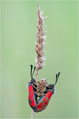 Beilfleck-Widderchen (Zygaena loti), Frankreich, Aveyron