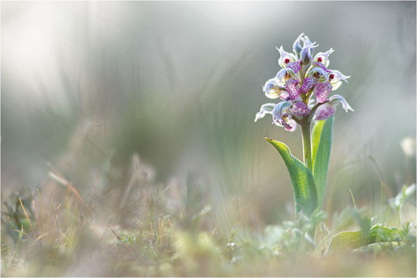 Milchweißes Knabenkraut (Neotinea lactea), Dep. Var, Frankreich