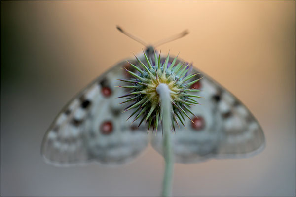 Roter Apollo (Parnassius apollo antijesuitus), Spanien, Provinz Lleida