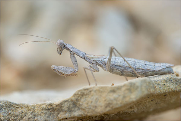 Graue Fangschrecke (Ameles decolor), Weibchen, Frankreich, Drôme