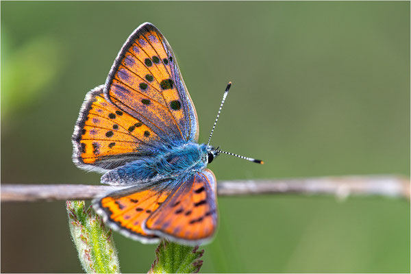 Violetter Feuerfalter (Lycaena alciphron), Männchen, Frankreich, Ardéche