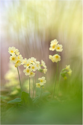 Hohe Schlüsselblume (Primula elatior), Deutschland, Baden-Württemberg