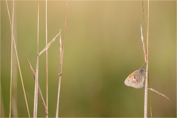Kleines Wiesenvögelchen (Coenonympha pamphilus), Deutschland, Baden-Württemberg