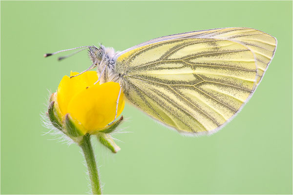 Grünader-Weißling (Pieris napi), Deutschland, Baden-Württemberg