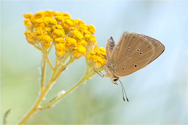 Piedmont-Bläuling (Polyommatus humedasae), Italien, Aosta