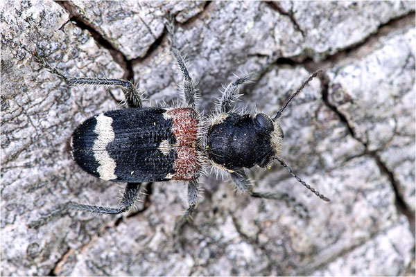 Eichen-Buntkäfer (Clerus mutillarius)