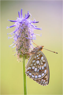 Stiefmütterchen-Perlmutterfalter (Argynnis niobe), Italien, Region Aostatal, 2000m