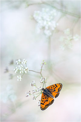 Roter Scheckenfalter (Melitaea didyma), Männchen, Frankreich, Drôme