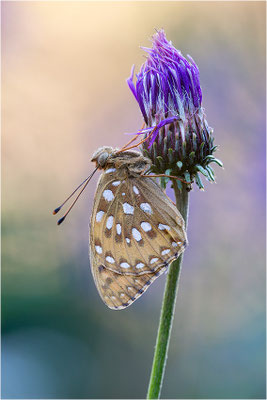Großer Perlmutterfalter (Argynnis aglaja), Italien, Region Aostatal, 2000m