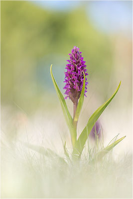 Fleischfarbene Fingerwurz (Dactylorhiza incarnata), Schweden, Gotland