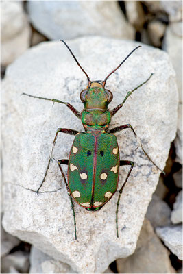 Feld-Sandlaufkäfer (Cicindela campestris), Frankreich, Vercors