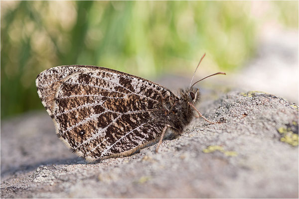 Gletscherfalter (Oeneis glacialis), Italien, Region Aostatal, 2300m