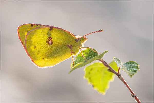 Hufeisenklee-Gelbling/Goldene Acht (Colias alfacariensis/Colias hyale), Frankreich, Savoye