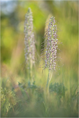 Bocks-Riemenzunge (Himantoglossum hircinum), Alsace, Frankreich