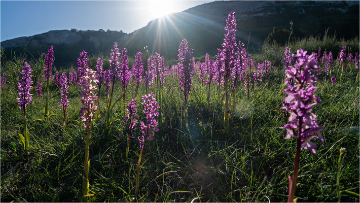 Stattliches Knabenkraut (Orchis mascula), Frankreich, Drôme