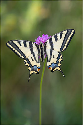 Südlicher Schwalbenschwanz (Papilio alexanor destelensis), Weibchen, Frankreich, Var
