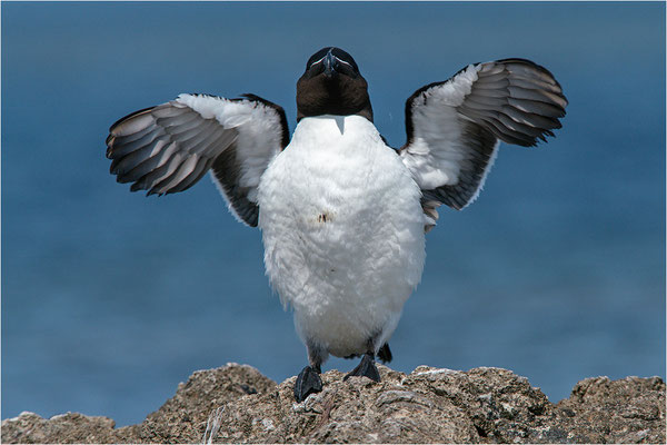 Tordalk (Alca torda torda), Gotland, Schweden