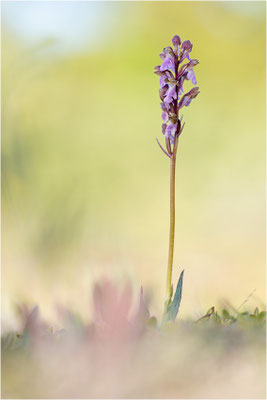 Spitzels Knabenkraut (Orchis spitzelii), Schweden, Gotland