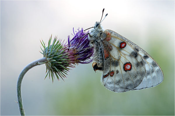 Roter Apollo (Parnassius apollo antijesuitus), Spanien, Provinz Lleida
