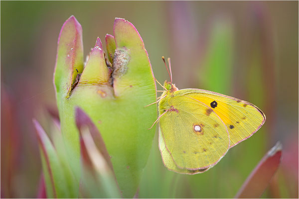 Postillon (Colias crocea), Frankreich, Korsika