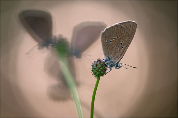 Dunkler Wiesenknopf-Ameisenbläuling (Phengaris nausithous), Deutschland, Baden-Württemberg