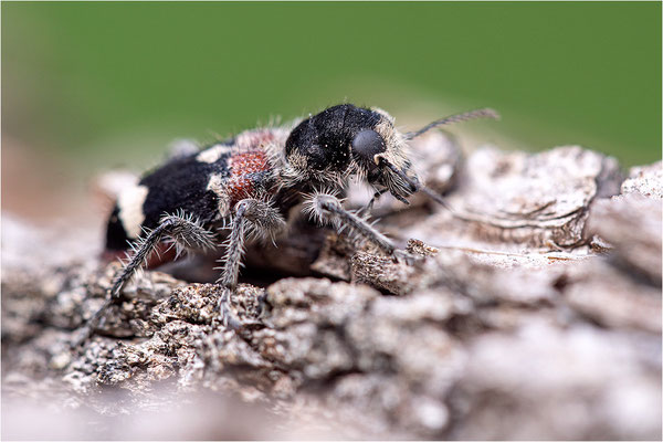 Eichen-Buntkäfer (Clerus mutillarius)