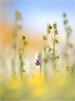 Drôme-Ragwurz (Ophrys drumana), Frankreich, Dep. Drôme