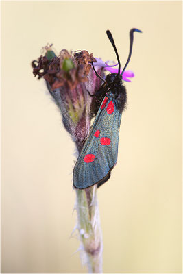 Großes Fünffleck-Widderchen (Zygaena lonicerae), Frankreich, Savoye, 1600m