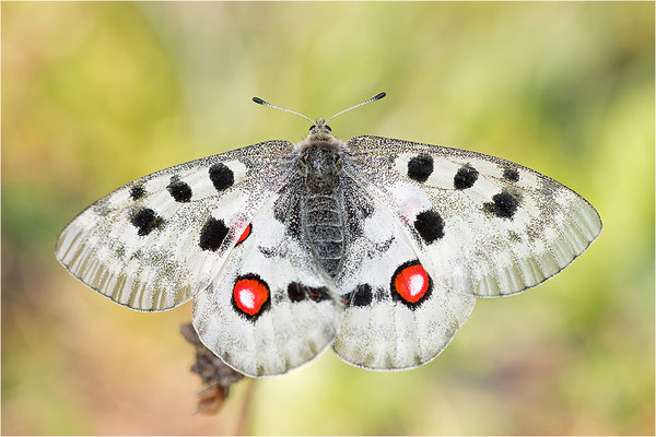 Roter Apollo (Parnassius apollo linnei), Schweden, Gotland