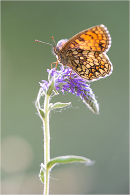 Wachtelweizen-Scheckenfalter (Melitaea athalia), Schweiz, Kanton Tessin, 1600m