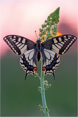Schwalbenschwanz (Papilio machaon), Deutschland, Baden-Württemberg