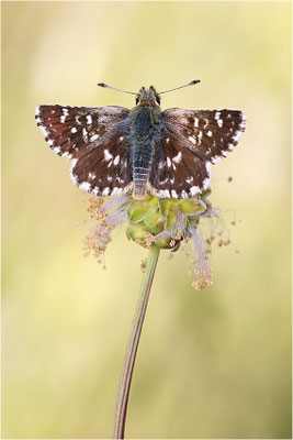 Roter Würfel-Dickkopffalter (Spialia sertorius), Frankreich, Drôme