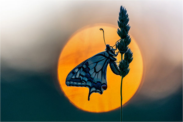 Schwalbenschwanz (Papilio machaon), Deutschland, Baden-Württemberg