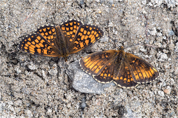 Wachtelweizen-Scheckenfalter (Melitaea athalia), aberrativ und normal gefärbtes Männchen, Italien, Region Aostatal, 1600m