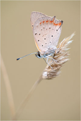 Kleiner Feuerfalter (Lycaena phlaeas), Deutschland, Baden-Württemberg